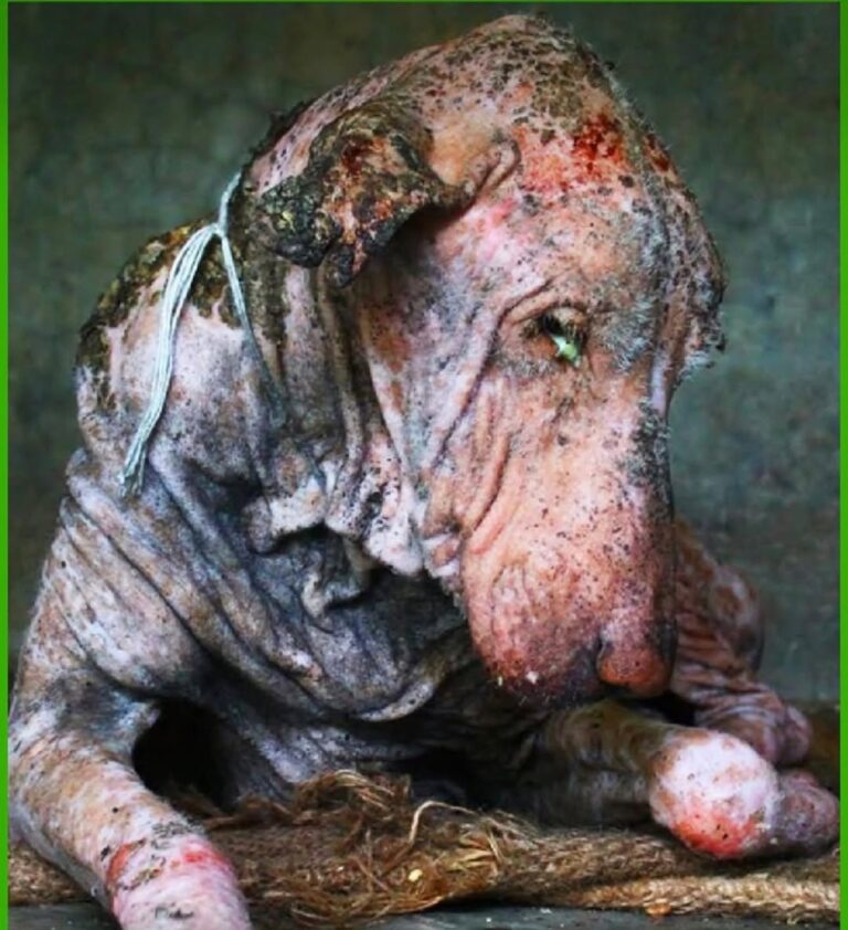 Dog is found dying by the side of the road, 2 months later his transformation is incredible